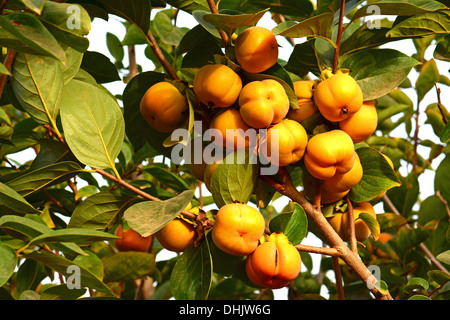 Persimmon, frutta su albero Foto Stock