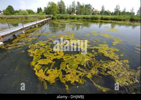 Inquinamento di alghe nel lago Foto Stock