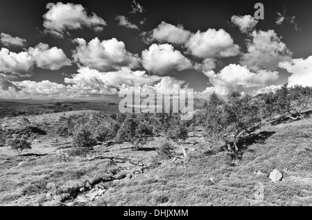 Paesaggio in Femundsmarka NP, Norvegia Foto Stock