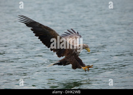 Aquila di mare pesca, Feldberg Lake District, Meclemburgo-Pomerania, Germania, Europa Foto Stock