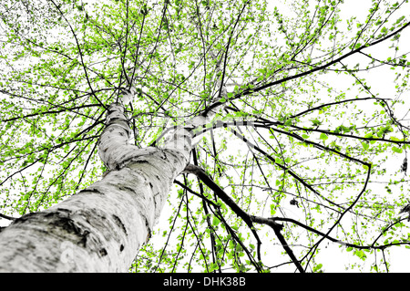 La Betulla nel verde tenero Foto Stock