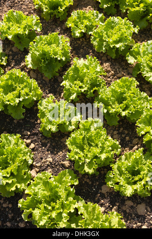 Righe di coltivazione biologica di lattuga iceberg, Lactuca spp, fonte di vitamine esp vit K che mostra il dettaglio di semina nel metodo di allevamento Foto Stock