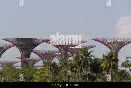 Supertrees metallica che si eleva al di sopra gli alberi nei giardini dalla Baia di Singapore. Si tratta di un nuovo polo di attrazione della zona della Marina. Foto Stock