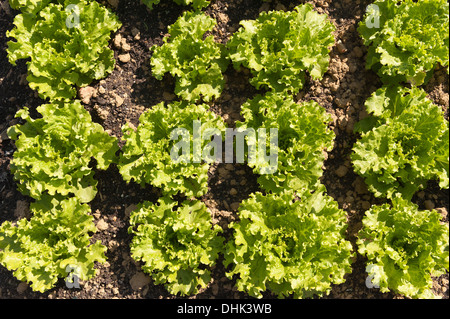 Righe di coltivazione biologica di lattuga iceberg, Lactuca spp, fonte di vitamine esp vit K che mostra il dettaglio di semina nel metodo di allevamento Foto Stock