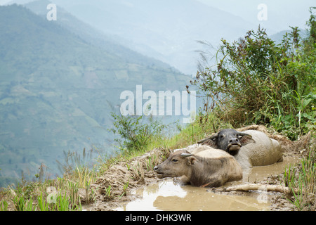 Bufalo d'acqua madre e vitello giacente in riso terrazza sul lato di una montagna in Sapa, Lao Cai, regione del nord ovest del Vietnam Foto Stock