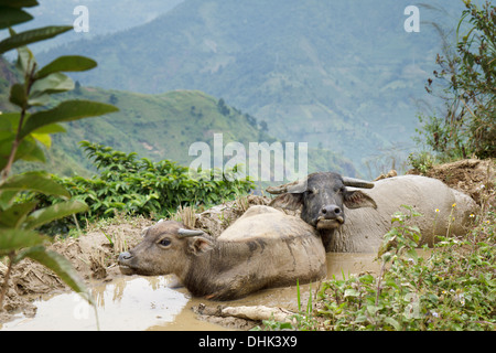 Bufalo d'acqua madre e vitello giacente in riso terrazza sul lato di una montagna in Sapa, Lao Cai, regione del nord ovest del Vietnam Foto Stock