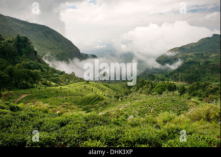 Nuvole che si muovono attraverso i campi di tè, Hill Country, Haputale, Badulla District, Sri Lanka Foto Stock