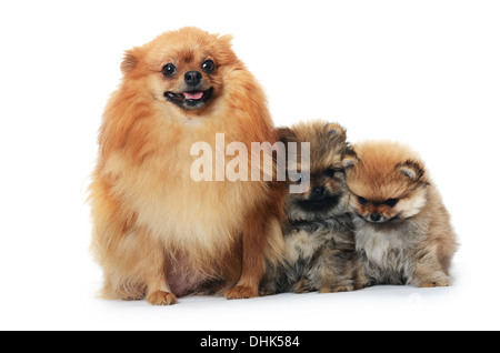 Cucciolo di Spitz isolati su sfondo bianco Foto Stock