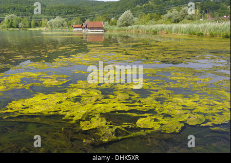Inquinamento di alghe nel lago in Baviera Foto Stock