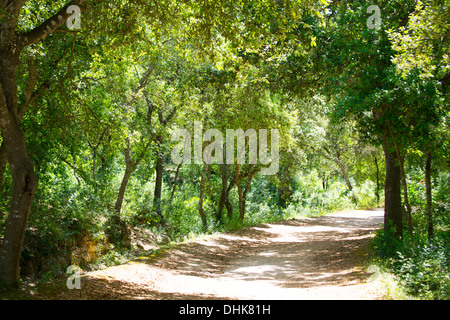 Minorca foresta di alberi di quercia in Cala en Turqueta Ciudadela a Isole Baleari Foto Stock