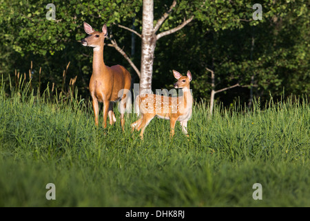 White-tailed deer (Odocoileus virginianus) Foto Stock