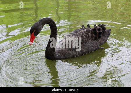 Il cigno nero Cygnus atratus Foto Stock