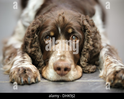 Il cane spaniel inglese springer con grandi occhi ansiosi e accattivanti. Vuole solo abbracciarlo. Kennel Club, cane da pedigree registrato. Foto Stock
