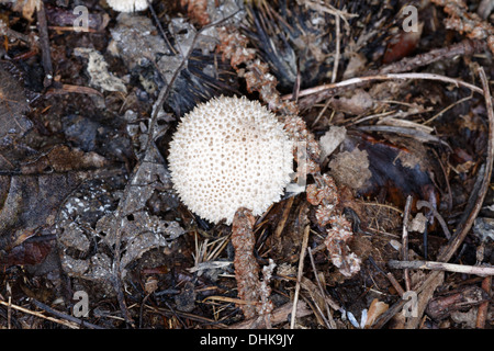 Puffball comune. Esclatabufa. Lycoperdon perlatum. I funghi Foto Stock