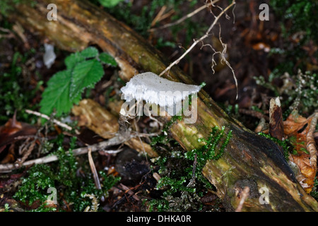 Jelly dente, Pseudohydnum gelatinosum, Jelly denti, alpi, Francia Foto Stock