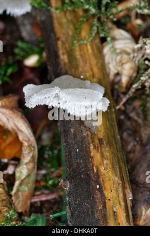 Jelly dente, Pseudohydnum gelatinosum, Jelly denti, alpi, Francia Foto Stock