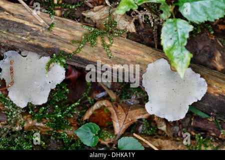 Jelly dente, Pseudohydnum gelatinosum, Jelly denti, alpi, Francia Foto Stock