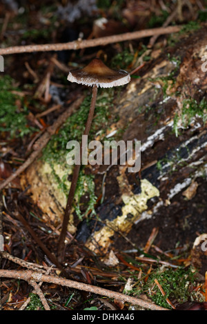 Goccia di latte-Mycena, mungitura cofano, Mycena galopus, alpi, Francia Foto Stock