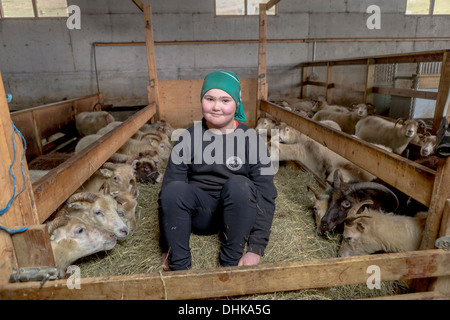 Ragazzo in fienile di pecora, orientale, Islanda Foto Stock