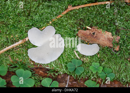 Jelly dente, Pseudohydnum gelatinosum, Jelly denti, alpi, Francia Foto Stock