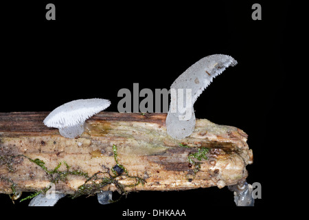 Jelly dente, Pseudohydnum gelatinosum, Jelly denti, alpi, Francia Foto Stock