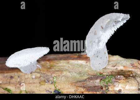 Jelly dente, Pseudohydnum gelatinosum, Jelly denti, alpi, Francia Foto Stock