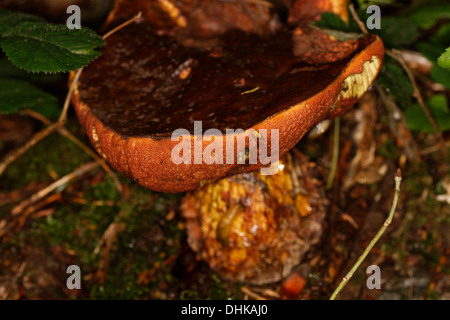 Conto sensazionale bolete, Boletus luridus, fungo. Foto Stock