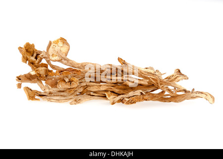 Funghi Chashu Foto Stock