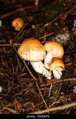 Ciuffo di zolfo funghi Hypholoma fasciculare, cresce nella foresta, alpi, Francia Foto Stock