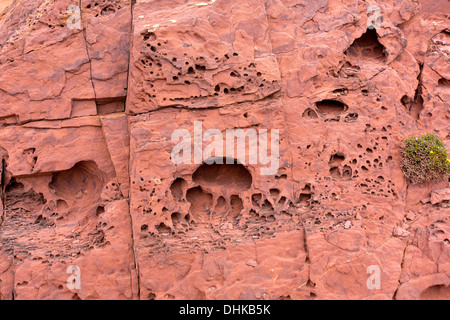 Il Red Rock fori dettaglio texture in Minorca isole Baleari Foto Stock