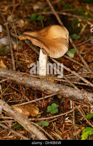 Bruno tappo ad imbuto, alpi, Francia / Lepista flaccida, Lepista inversa, Clitocybe flaccida, Clitocybe inversa Foto Stock