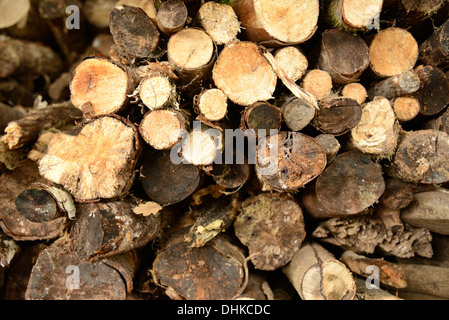 Pila di tronchi visto da vicino dalla fine Foto Stock
