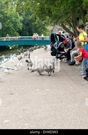 Immagine editoriale di una famiglia dar da mangiare alle anatre e oche in Bakewell Derbyshire Foto Stock