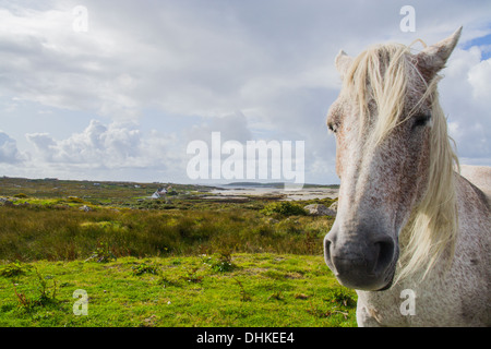 Un pony Connemara in posa per una foto in occidente dell'Irlanda Galway Foto Stock