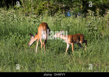 White-tailed doe e fawn Foto Stock