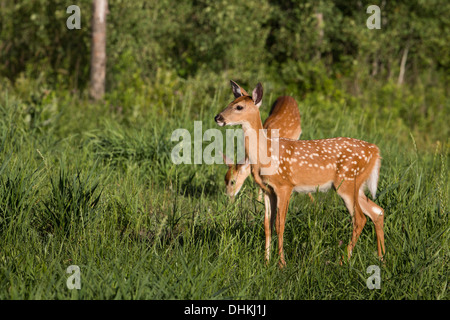 White-tailed cerbiatti Foto Stock