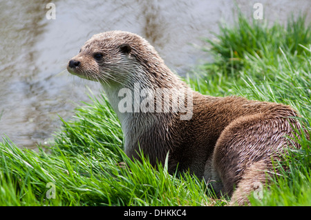 Lontra europea dalla riverbank, UK (Lutra lutra) Primavera Foto Stock