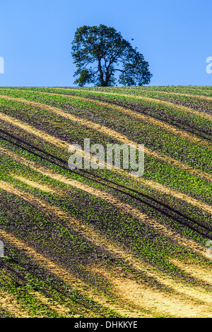 Una semplice immagine del pattern ondulato creato da giovani di colture e di solchi di un campo arato nel Wiltshire, Regno Unito. Foto Stock