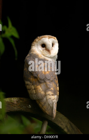 Il barbagianni, Tyto alba seduto su una ruota Foto Stock