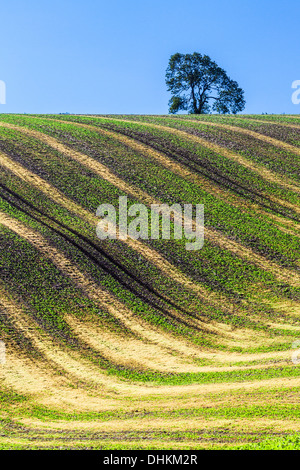 Una semplice immagine del pattern ondulato creato da giovani di colture e di solchi di un campo arato nel Wiltshire, Regno Unito. Foto Stock