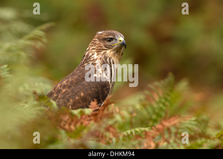 Comune poiana, Buteo buteo in bracken Foto Stock