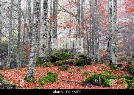 Bosco in autunno e tronchi di alberi Foto Stock