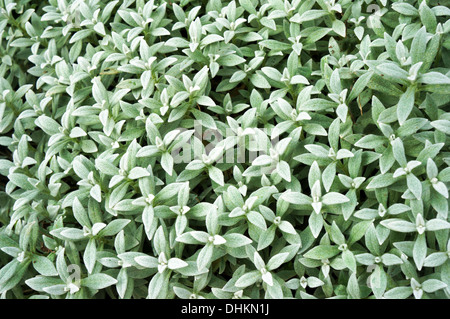 Sfondo con piccole foglie di pantaloni Foto Stock