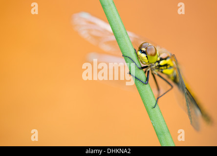 Comune Femmina Darter dragonfly appoggiato accanto a una brughiera coperta di Arne, Dorset, Regno Unito Foto Stock
