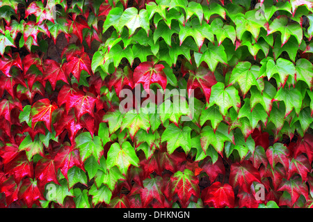 Ivy piante in autunno con il rosso e il verde delle foglie Foto Stock