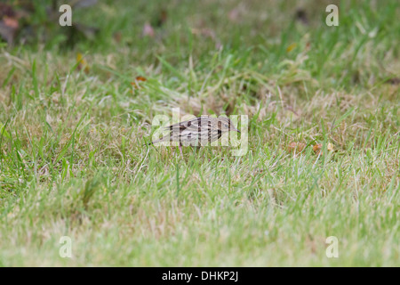 Petchora Pipit Anthus gustavi, Shetland, Scotland, Regno Unito Foto Stock