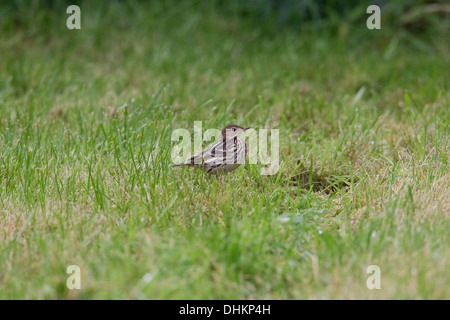 Petchora Pipit Anthus gustavi, Shetland, Scotland, Regno Unito Foto Stock