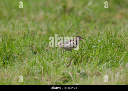 Petchora Pipit Anthus gustavi, Shetland, Scotland, Regno Unito Foto Stock