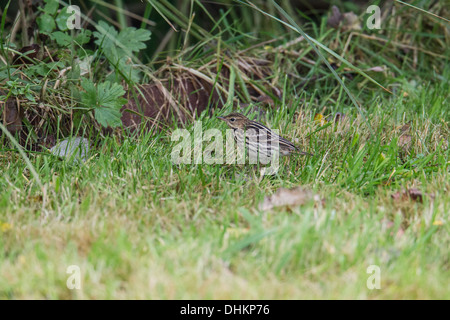 Petchora Pipit Anthus gustavi, Shetland, Scotland, Regno Unito Foto Stock