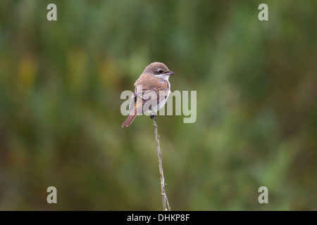 I capretti Red-backed Shrike Lanius collurio Shetland, Scotland, Regno Unito Foto Stock